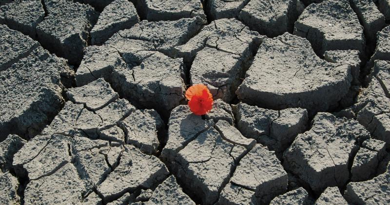 Flower in the desert